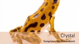  Presentation with poison - Slides having island bastimentos bocas del toro background and a yellow colored foreground