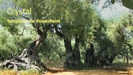  Presentation with olive grove - PPT theme consisting of island-of-zakynthos-very-old background and a tawny brown colored foreground