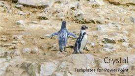  Presentation with peruvian cusines - Audience pleasing PPT theme consisting of islas-ballestas-peru-peruvian-penguins backdrop and a mint green colored foreground