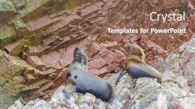  Presentation with sea - PPT theme featuring islas-ballestas-peru-sea-lions background and a violet colored foreground