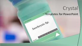  Presentation with microalgae - Presentation theme consisting of isochrysis-sp-microalgae-used background and a  colored foreground