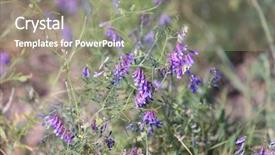  Presentation with crop - Audience pleasing PPT theme consisting of isolated alfalfa flower medicago sativa backdrop and a  colored foreground