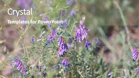  Presentation with cannabis sativa - Slides featuring isolated alfalfa flower medicago sativa background and a  colored foreground