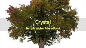  Presentation with fall - Beautiful slides featuring isolated apple tree in early backdrop and a tawny brown colored foreground