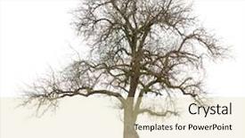  Presentation with tree spring flowers apple flowers - Colorful slide set enhanced with isolated apple tree in early backdrop and a soft green colored foreground