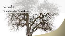  Presentation with spring tree - Theme consisting of isolated apple tree at the beginning of spring grass is already green but tree looks still as if in winter background and a white colored foreground