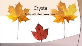  Presentation with fall leaves border white - Presentation theme enhanced with isolated autumn leaves on white background and a yellow colored foreground