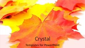  Presentation with fall leaves border white - Theme enhanced with isolated autumn leaves on white background and a  colored foreground