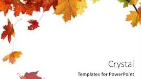  Presentation with maple leaves - Presentation with isolated autumn maple leaves on white background background and a white colored foreground