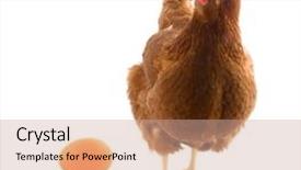 Presentation with egg - Beautiful presentation theme featuring isolated brown chicken with egg backdrop and a coral colored foreground
