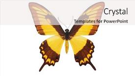  Presentation with element - Slides having isolated butterfly element of design background and a white colored foreground