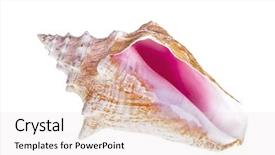  Presentation with caribbean - Slide deck featuring isolated caribbean conch shell background and a sky blue colored foreground