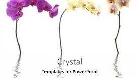  Presentation with orchids - Colorful PPT layouts enhanced with isolated-color-orchids-with-reflection backdrop and a white colored foreground