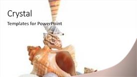 Presentation with sea shell - PPT layouts enhanced with isolated conch sea shell stack on sand background and a white colored foreground