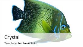  Presentation with coral - Slides enhanced with isolated coral fish background and a white colored foreground