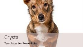  Presentation with dog - Presentation design featuring isolated-crossbreed-dog-standing background and a soft green colored foreground