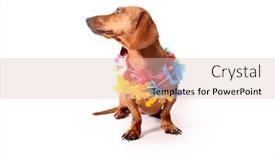  Presentation with hawaii - Audience pleasing presentation theme consisting of isolated dachshund on a white background hawaii theme backdrop and a lemonade colored foreground