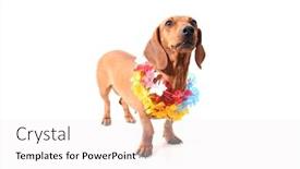  Presentation with hawaii - Slides consisting of isolated dachshund on a white background hawaii theme background and a white colored foreground
