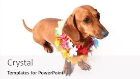  Presentation with hawaii - Cool new PPT theme with isolated dachshund on a white background hawaii theme backdrop and a sky blue colored foreground