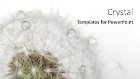  Presentation with dandelion - Slide set consisting of end life - isolated dandelion with drops background and a white colored foreground