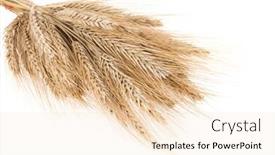  Presentation with ears - Presentation enhanced with isolated ears on white background background and a lemonade colored foreground