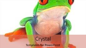  Presentation with frog - Slides having isolated exotic frog curious animal background and a red colored foreground