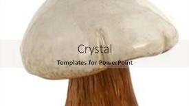  Presentation with fairy mushroom - 