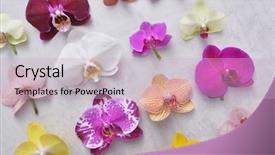  Presentation with tropical flowers - Cool new presentation theme with orchids isolated flowers collection tropical backdrop and a lemonade colored foreground