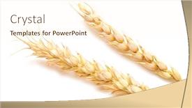  Presentation with harvest - 