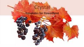  Presentation with grapevine - Slides featuring isolated grapevine and blue grape background and a coral colored foreground