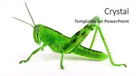  Presentation with concert on the green - Slide set with isolated green grasshopper background and a white colored foreground