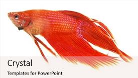  Presentation with betta fish - Colorful presentation theme enhanced with figth - siamese figthing fish isolated backdrop and a lemonade colored foreground