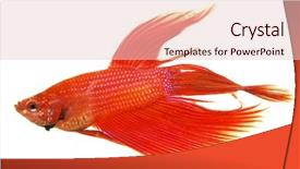  Presentation with betta fish - Audience pleasing presentation design consisting of figth - siamese figthing fish isolated backdrop and a lemonade colored foreground
