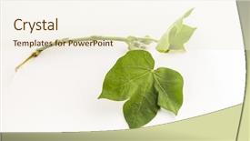  Presentation with organic farming - Amazing slide deck having isolated leaves of cotton plant backdrop and a cream colored foreground