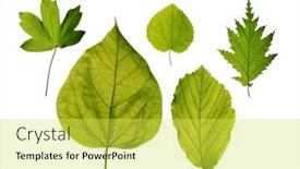  Presentation with maple leaves - Audience pleasing slides consisting of isolated-leaves-of-trees-hedge backdrop and a yellow colored foreground