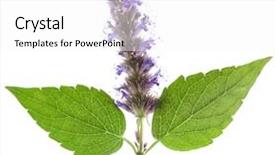  Presentation with peppermint - Colorful slides enhanced with isolated macro of fresh peppermint backdrop and a white colored foreground
