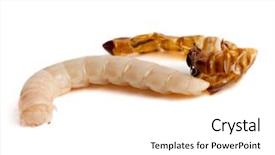  Presentation with worm - Theme with isolated mealworm or worm reborn background and a white colored foreground
