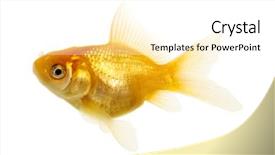  Presentation with mythology gold fish - Presentation design consisting of isolated of the gold fish background and a white colored foreground