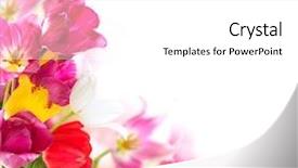  Presentation with floral border over white - Slide deck with isolated on a white background background and a white colored foreground