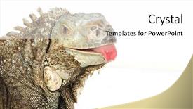  Presentation with head - Presentation design enhanced with isolated on a white background background and a white colored foreground