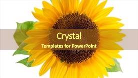 Presentation with sunflower sunflower sunflower sunflower sunflower - Beautiful slide deck featuring isolated on a white background backdrop and a tawny brown colored foreground
