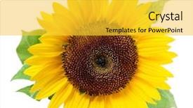  Presentation with sunflower - Audience pleasing PPT layouts consisting of isolated on a white background backdrop and a yellow colored foreground
