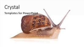  Presentation with snail - Amazing theme having isolated on a white background backdrop and a white colored foreground