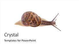  Presentation with jesus in the garden of getshame - Audience pleasing presentation design consisting of isolated on a white background backdrop and a  colored foreground