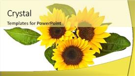  Presentation with sunflower - Audience pleasing slide set consisting of isolated on a white background backdrop and a blonde colored foreground