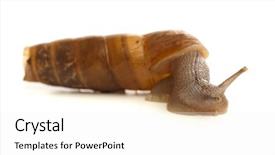  Presentation with background - Slides having isolated on a white background background and a white colored foreground