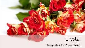  Presentation with pink and white roses - Presentation design enhanced with isolated on a white background background and a lemonade colored foreground