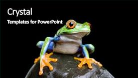  Presentation with frog - Beautiful presentation theme featuring isolated on black - red-eye backdrop and a  colored foreground