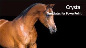  Presentation with horse - Presentation design with wheelchairs at kindergarten for children background and a violet colored foreground.