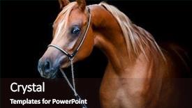  Presentation with horse - Audience pleasing presentation design consisting of isolated on black background arabian backdrop and a wine colored foreground